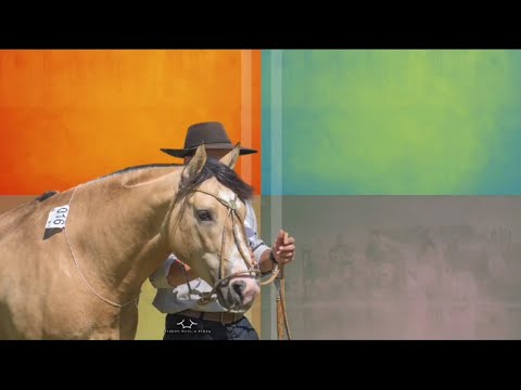 Quer Vender seu Cavalo Crioulo 