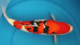 video van Sanke 2503026