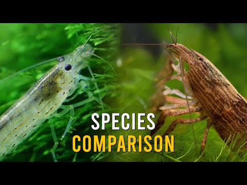 Amano Shrimp Versus Bamboo Shrimp - Which SHOULD You Get?