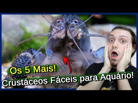 , title : 'Os 5 Crustáceos mais FÁCEIS para AQUÁRIO!