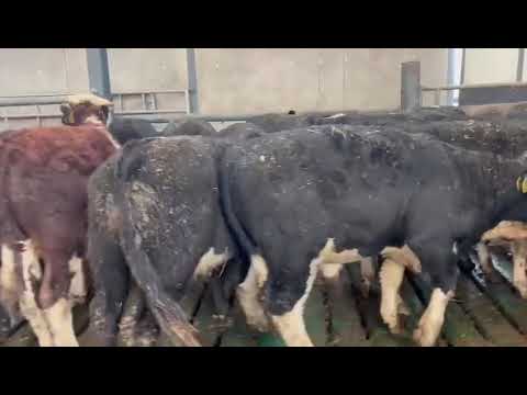 14 PROPER HEREFORD BULLS FOR SALE - Image 2