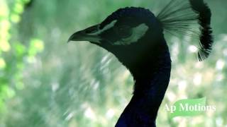 Peacock - the bird from Paradise