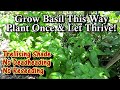 A Better Way to Grow Basil Plants All Summer Long: Plant Once, No Deadheading or Reseeding Needed!