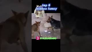 TOP 5 VIDEOS ENGRAÇADOS. #fun #video #animals
