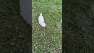 Video preview image #1 Maltese-Unknown Mix Puppy For Sale in Grafton, WI, USA