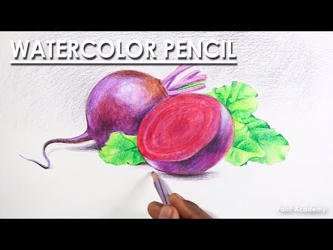 Watercolor Pencil Drawing Still Life on Vegetables | Turnips