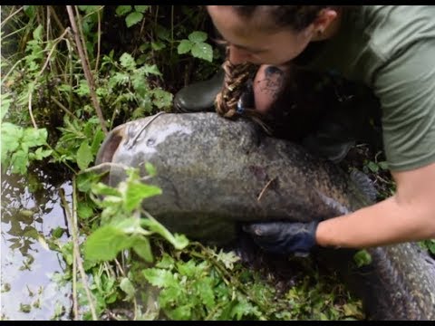 Big Wels Catfish on lure! - Fishing Lady