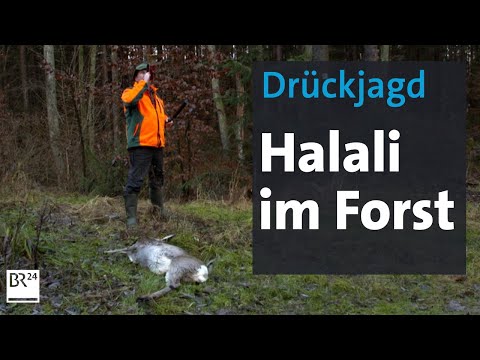 Drückjagd: Wie Jäger den Wald schützen | Abendschau | BR24