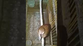 Download lagu Jongkangan Coklat Gacor Nembak mp3 Download lagu Jongkangan Coklat Gacor Nembak mp3