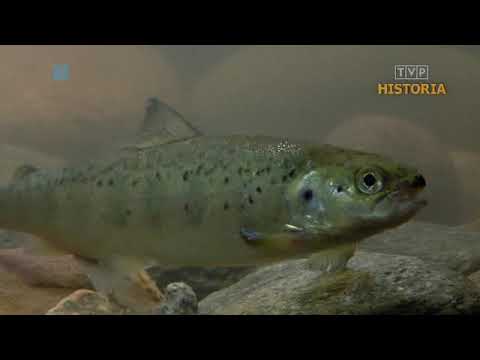 WISŁA - OD ŹRÓDŁA DO UJŚCIA 01 | DOKUMENT