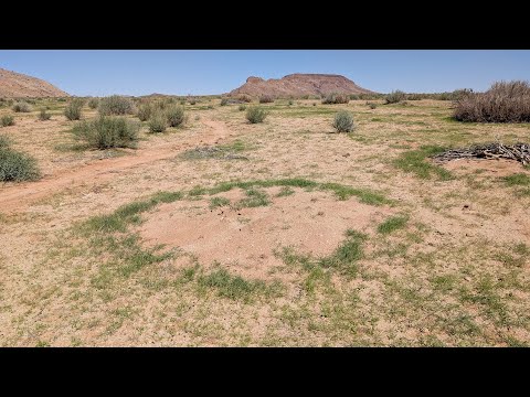 Euphorbia circles are not “fairy circles”