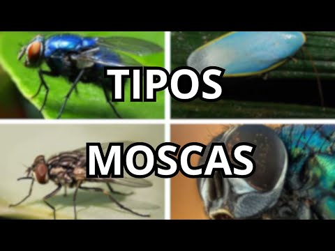📗 Tipos de Moscas | Especies de Moscas