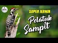 MASTERAN PELATUK SAMPIT GACOR PANJANG
