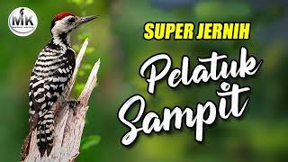Download lagu 🔴MASTERAN PELATUK SAMPIT  GACOR PANJANG mp3