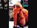Elmo Birthday Greetings