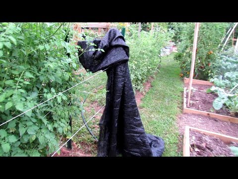 , title : '4 Tips for Managing Tomatoes in High Temperatures: Physiological Issues, Watering & Shade Cloth'