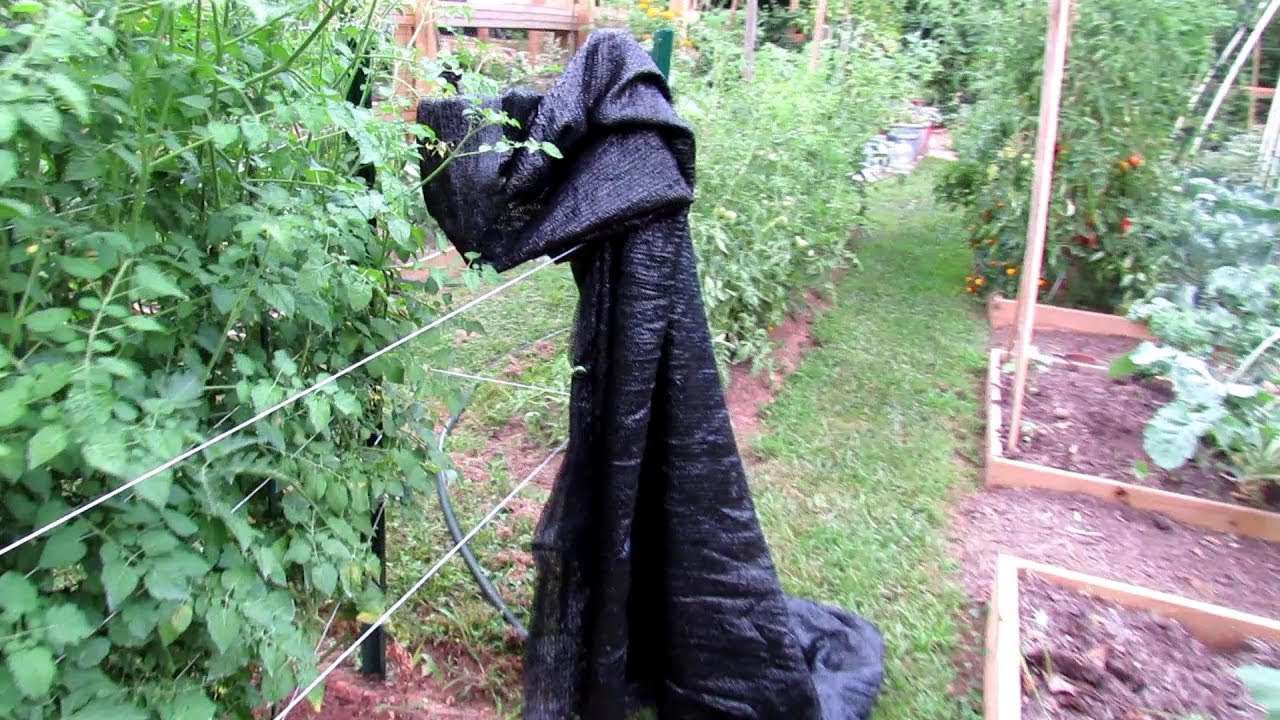 4 Tips for Managing Tomatoes in High Temperatures: Physiological Issues, Watering & Shade Cloth