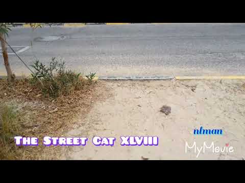 Jim Yosef And Anna Yvette - Linked - Fedding THE STREET CATS  ( HAPPY CATS )