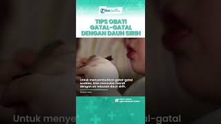 Ampuh Atasi Gudik alias Gatal-gatal Pakai Daun Sirih, Inilah Manfaatnya untuk Kesehatan Tubuh