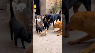 Download lagu The 36 Stratagems: Making a Quick Getaway, Animals’ Confusing Behavior, Funny and Cute Pets mp3