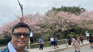 Yangmingshan National Park Taiwan | Yangmingshan Flower clock | Cherry blossom Taiwan | Taiwan Vlog