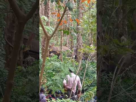 Pt7 എന്ന കാട്ടുകൊമ്പനെ പിടിക്കുന്നത്   #viral#dailyvlogging#trend 