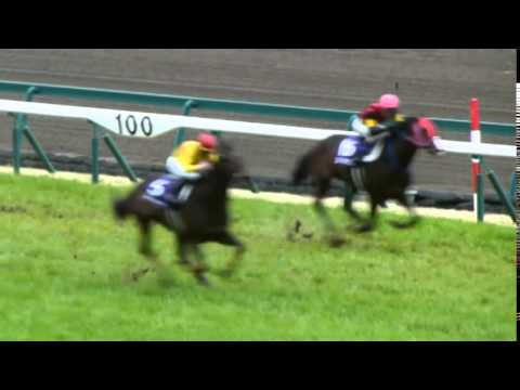 2014.3.30 [JRA中京] G1　高松宮記念【現地撮影】～コパノリチャード⊂二AIR二（　＾ω＾）二MIRCO二二⊃ﾌﾞｰﾝ