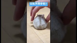 回転界隈に乗り込んできたハムスター　#ハムスター #回転界隈 #かわいい
