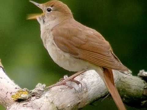 Grupo Coral de Cantares Regionais de Portel - Eu ouvi o passarinho
