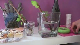 How to root grape vine cutttings