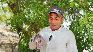 موسم قطف زيتون محاط بالأخطار الأمنية في مادما بنابلس