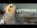 Birb can't stop singing September