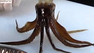 Eating Live Squid