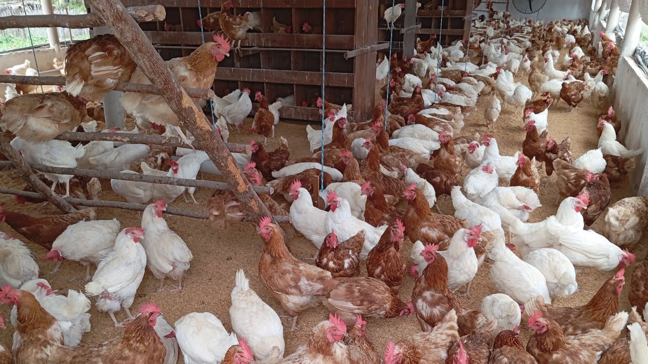 Qual cama usar para as galinhas e De quanto em quanto tempo devo trocar. 🐓