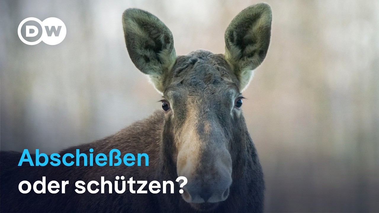 Abschießen oder schützen? Polen streitet über die Elche
