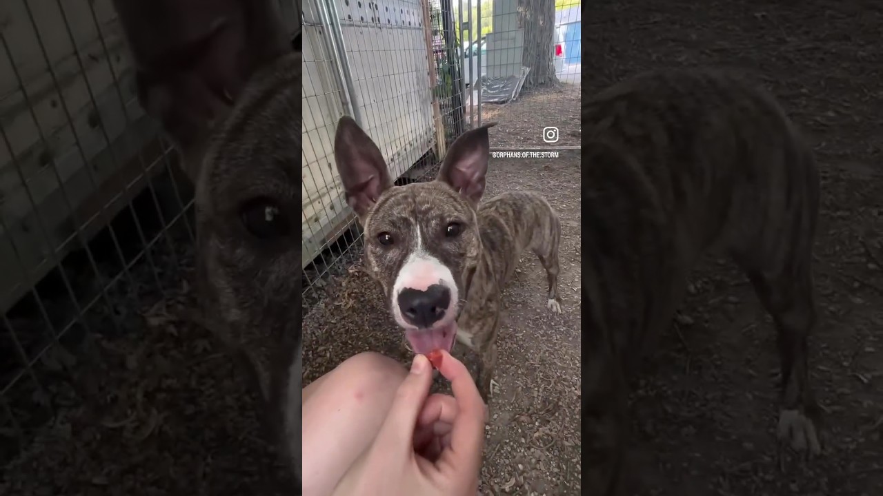 Oliver, a Adoptable Pit Bull Terrier in Kittanning, PA video 5/5