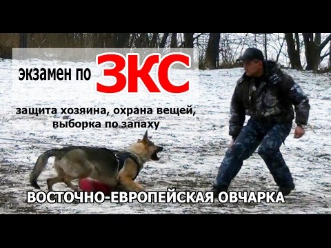 ВЕО на ЗКС - защитно-караульная служба, дрессировка. Испытания по ЗКС. Собака Лера