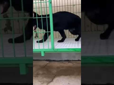 Animal #dog #shorts #animals #shorts #shortvideo#shortsfeed 5