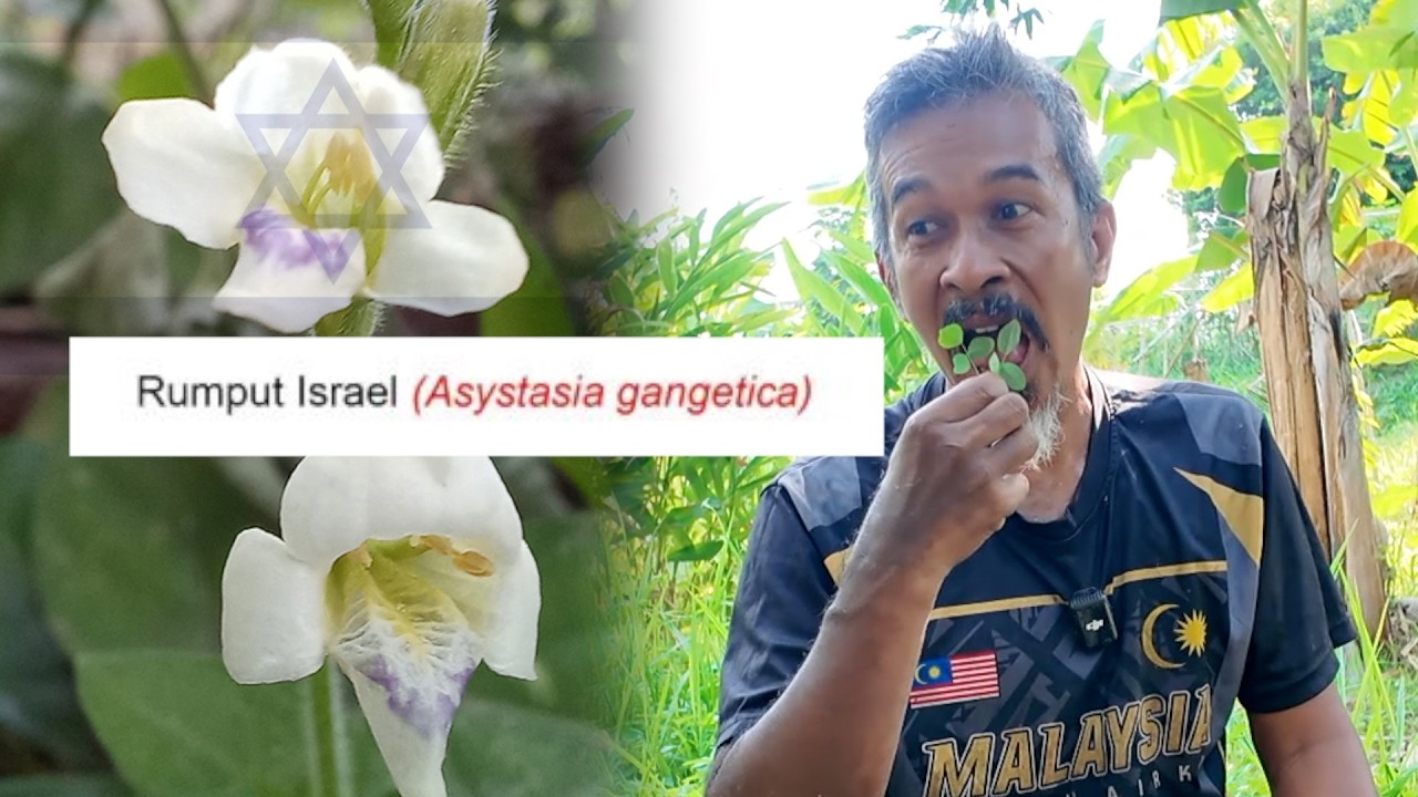 Rumput Israel yang Boleh Dimakan