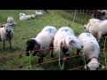 Concert Of Sheep Bells