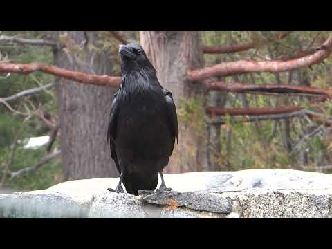 Common Raven
