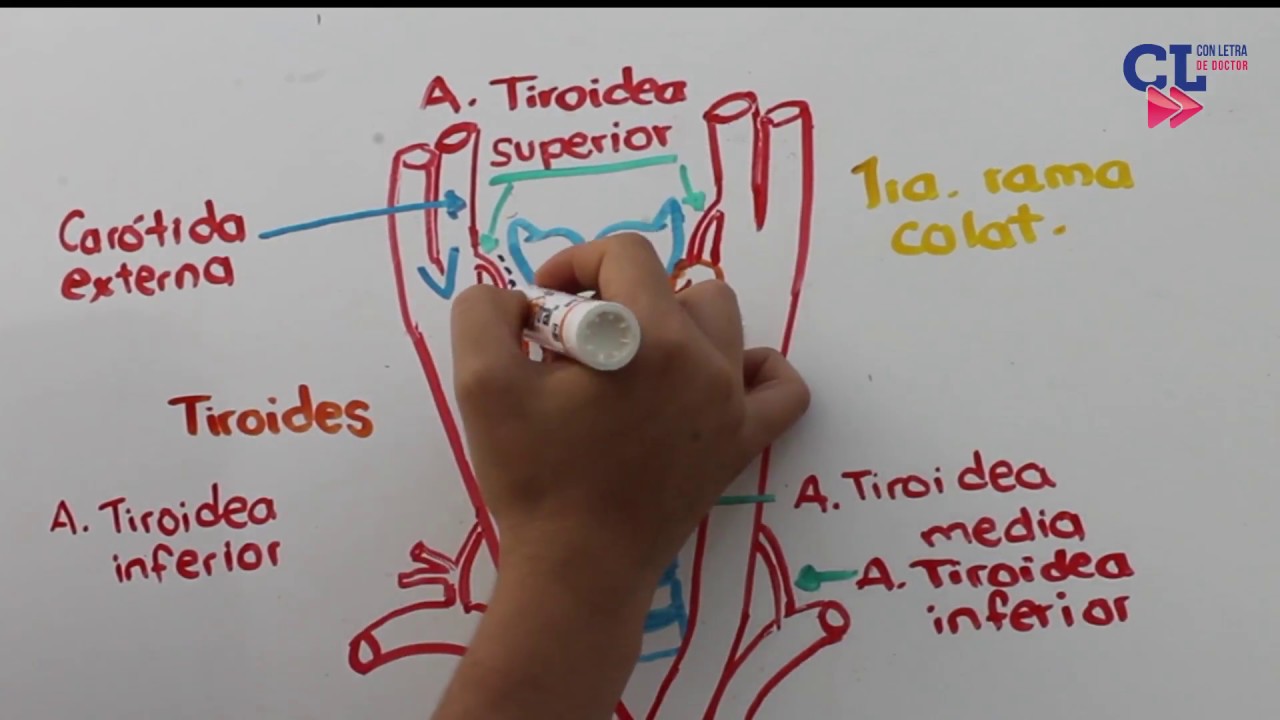 CAROTIDA EXTERNA (nuevo intro + 1000 SUSCRIPTORES )