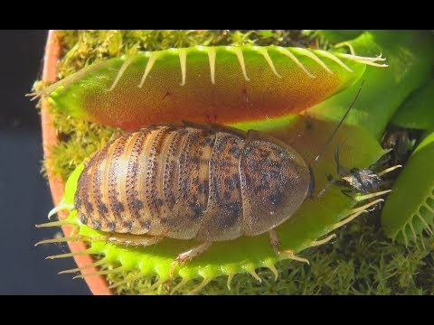 Venus Flytraps eating cockroaches (4K UHD)