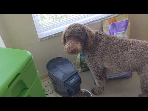 Hot Frog Living Composter Day 330 - Feeding 3 Tiers! - Vermicomposting