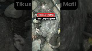 Download lagu Apakah Tikus Langsung Mati Setelah Makan Racun Tikus ? mp3