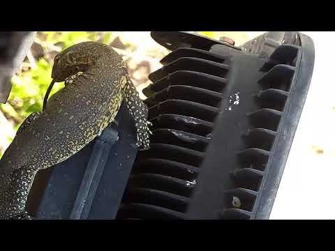 Djuma: Water Monitor Lizard at cam tree - 13:15 - 11/27/19