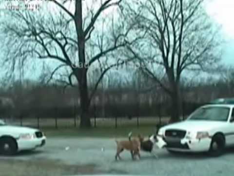 Dogs Attack Police Car on Camera!