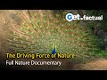 Wild Sex Full Nature Documentary