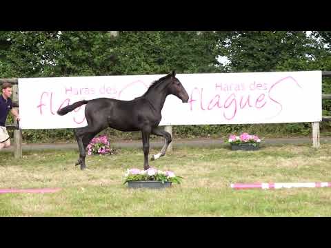 CHARDONNAY DES FLAGUES Z