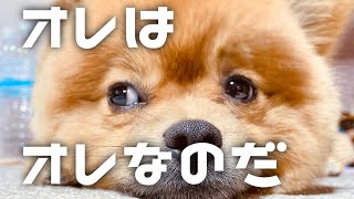 【ぽんすけの日常】ShortEpisode - オレはオレなのだ【ポメラニアン】